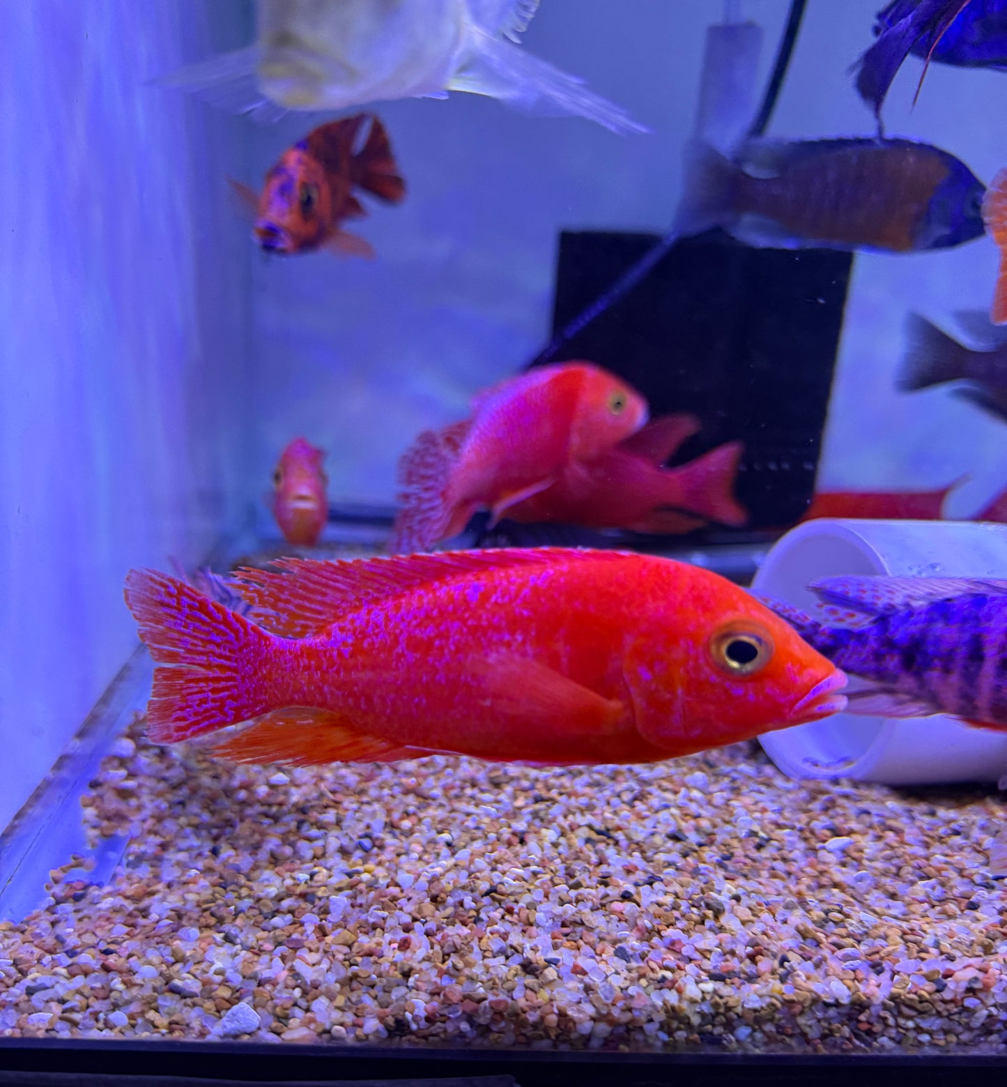 Super red dragon blood peacock cichlid