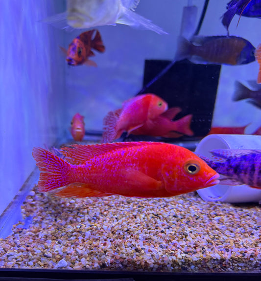 Super red dragon blood peacock cichlid