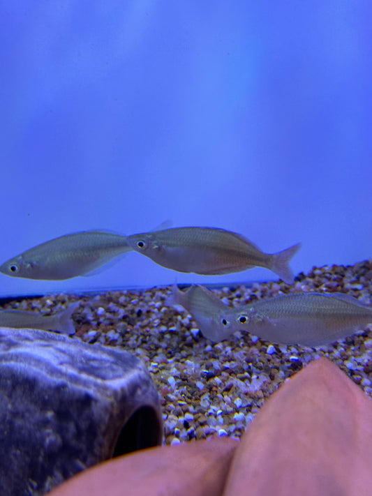 Bleher's rainbowfish (Chilatherina bleheri)