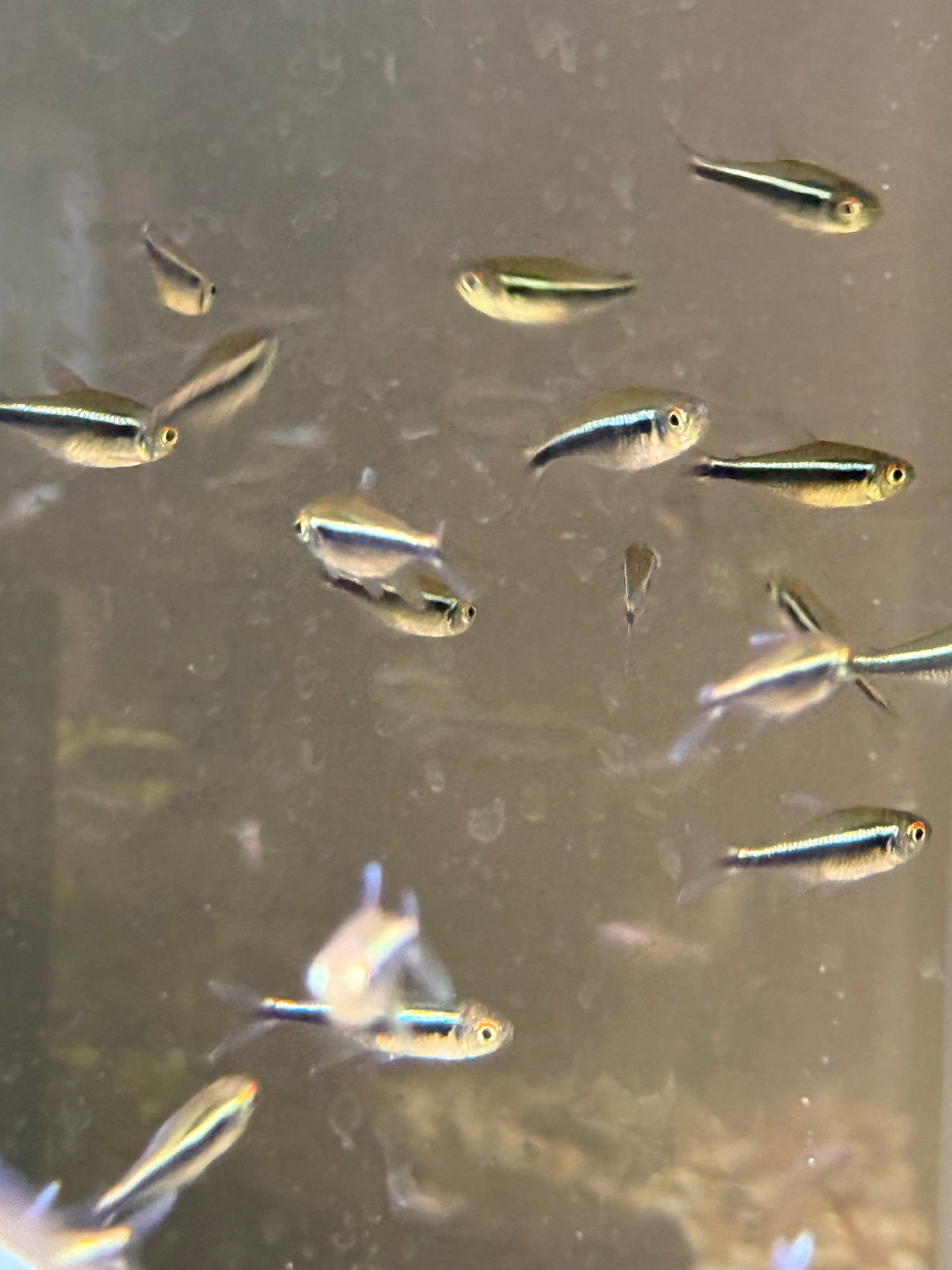 Black Neon Tetra (Hyphessobrycon herbertaxelrodi)