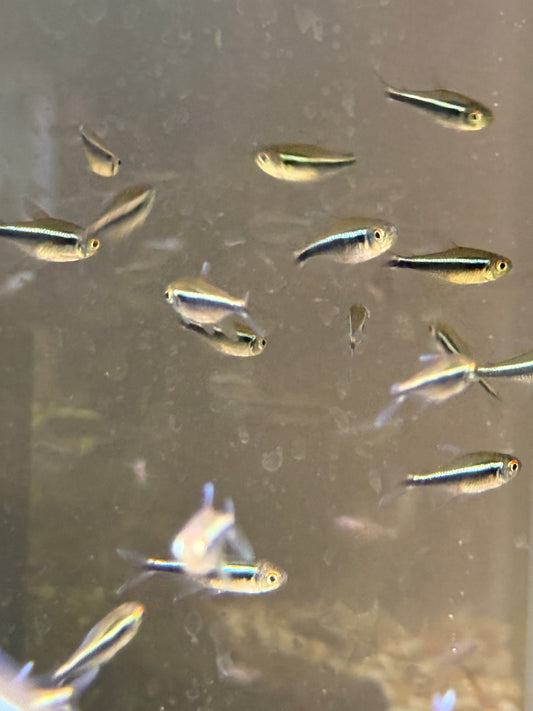 Black Neon Tetra (Hyphessobrycon herbertaxelrodi)