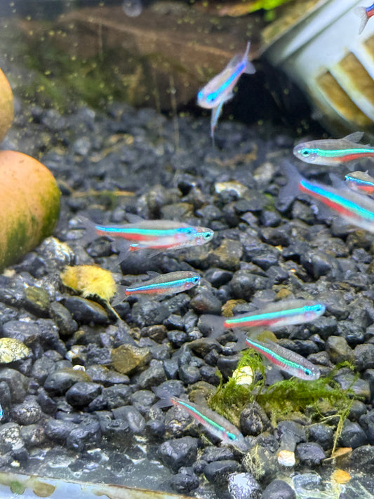 Green Neon Tetra (Paracheirodon simulans)