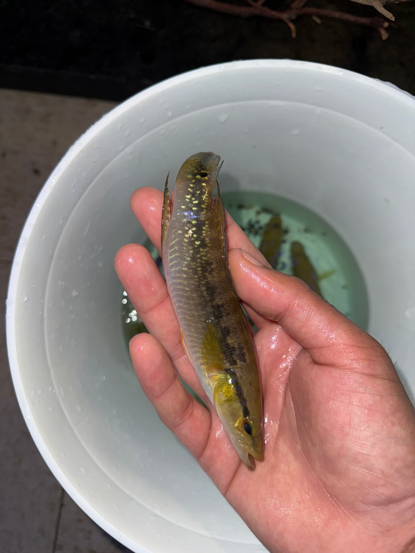 Jewel Pike Cichlid crenicichla saxatilis