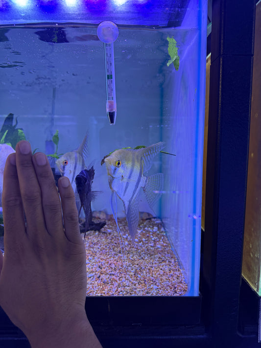 Large Zebra Angel fish Pterophyllum scalare