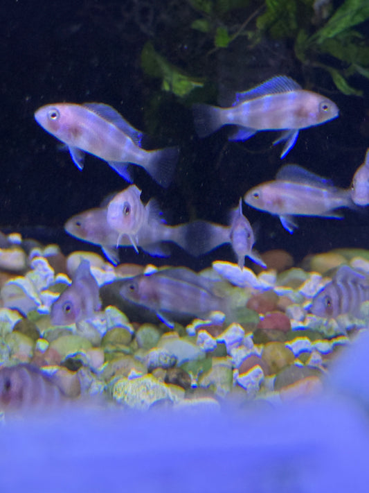 Red Frontosa (Cyphotilapia Frontosa)