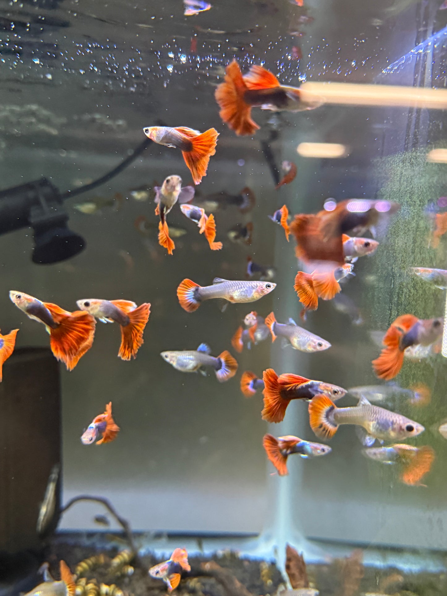 Brazilian fantail guppy Pair