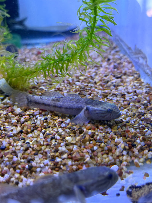 Belobranchus segura / Segura's throatspine gudgeon