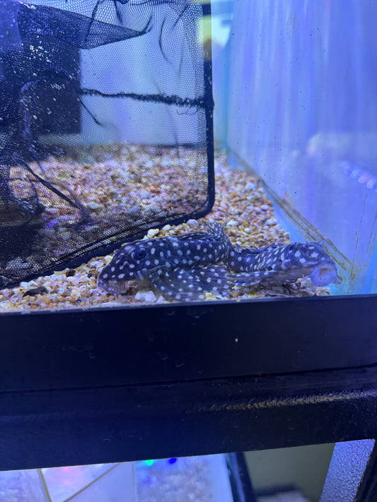 L201 Snowball Pleco (Hypancistrus Sp)