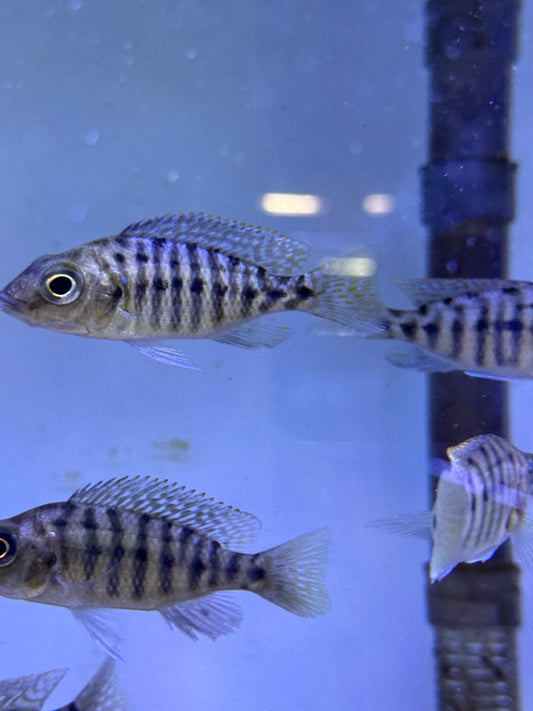 Rare ! Protomelas ornatus Ornatus Thick Lips