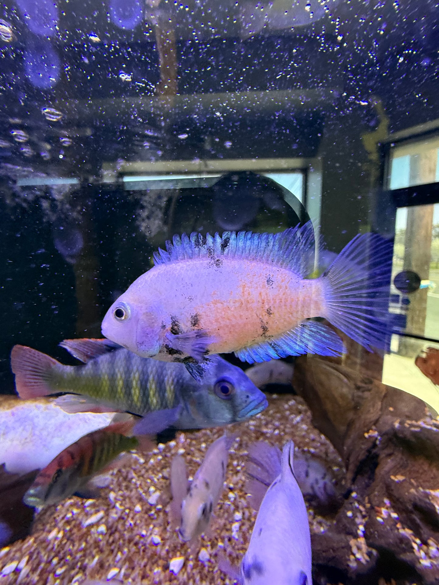 Calico Convicts