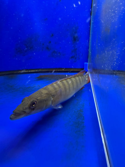 Xingu Pike Cichlid (Crenicichla Sp.Xingu)