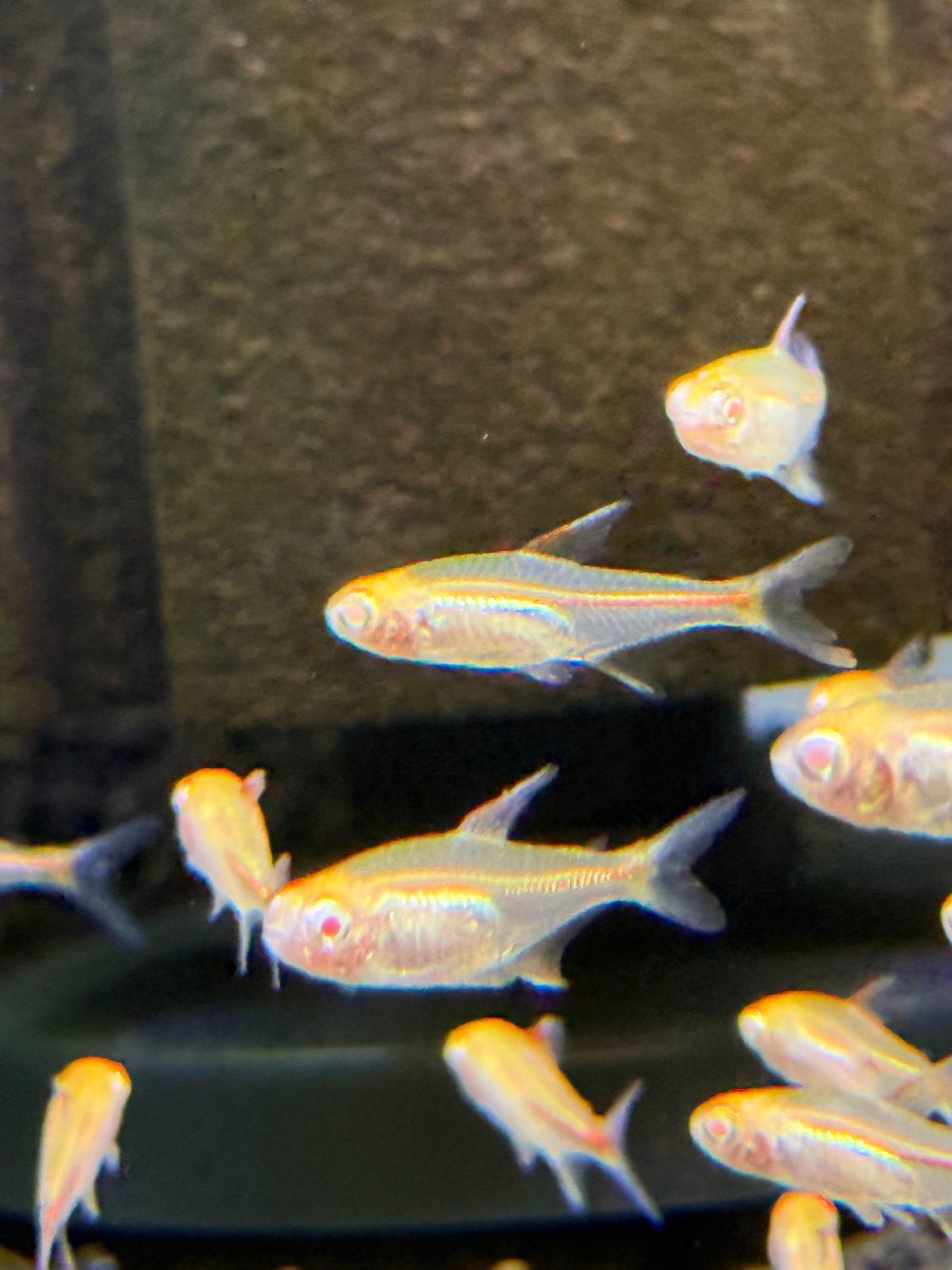 Albino Glowlight Tetra (Hemigrammus erythrozonus)