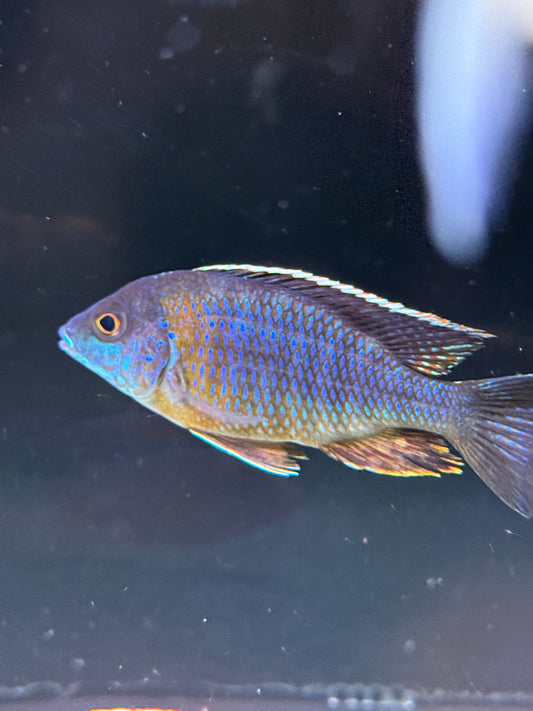 Greenface Peacock Cichlid Aulonocara saulosi