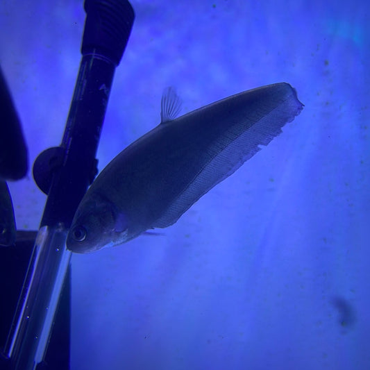 Asian Knife Fish Nopterus Nopterus