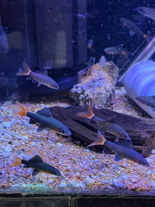 Red Tail Shark (Epalzeorhynchos bicolor)