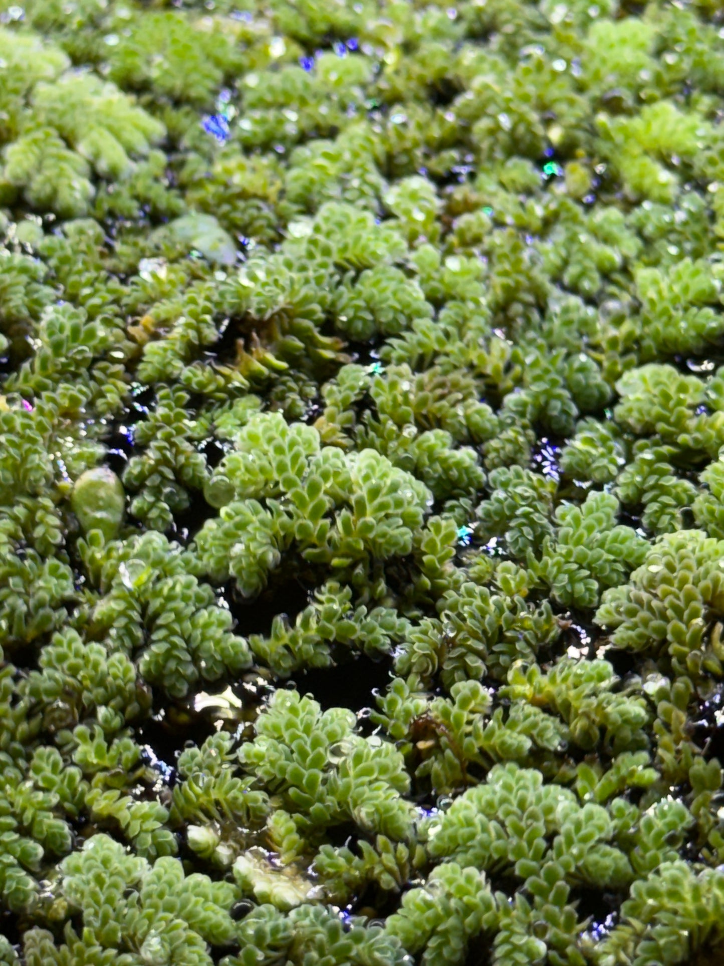 Azolla caroliniana Floating Plant