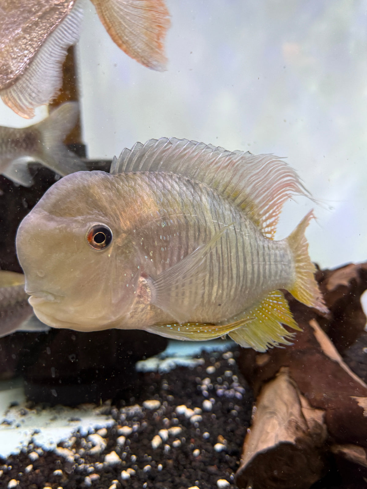 Paraguay Eartheater (Gymnogeophagus Balzanii)