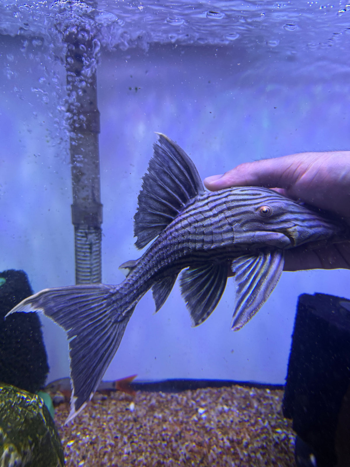 L190 Royal Pleco (Panaque cf. Nigrolineatus)