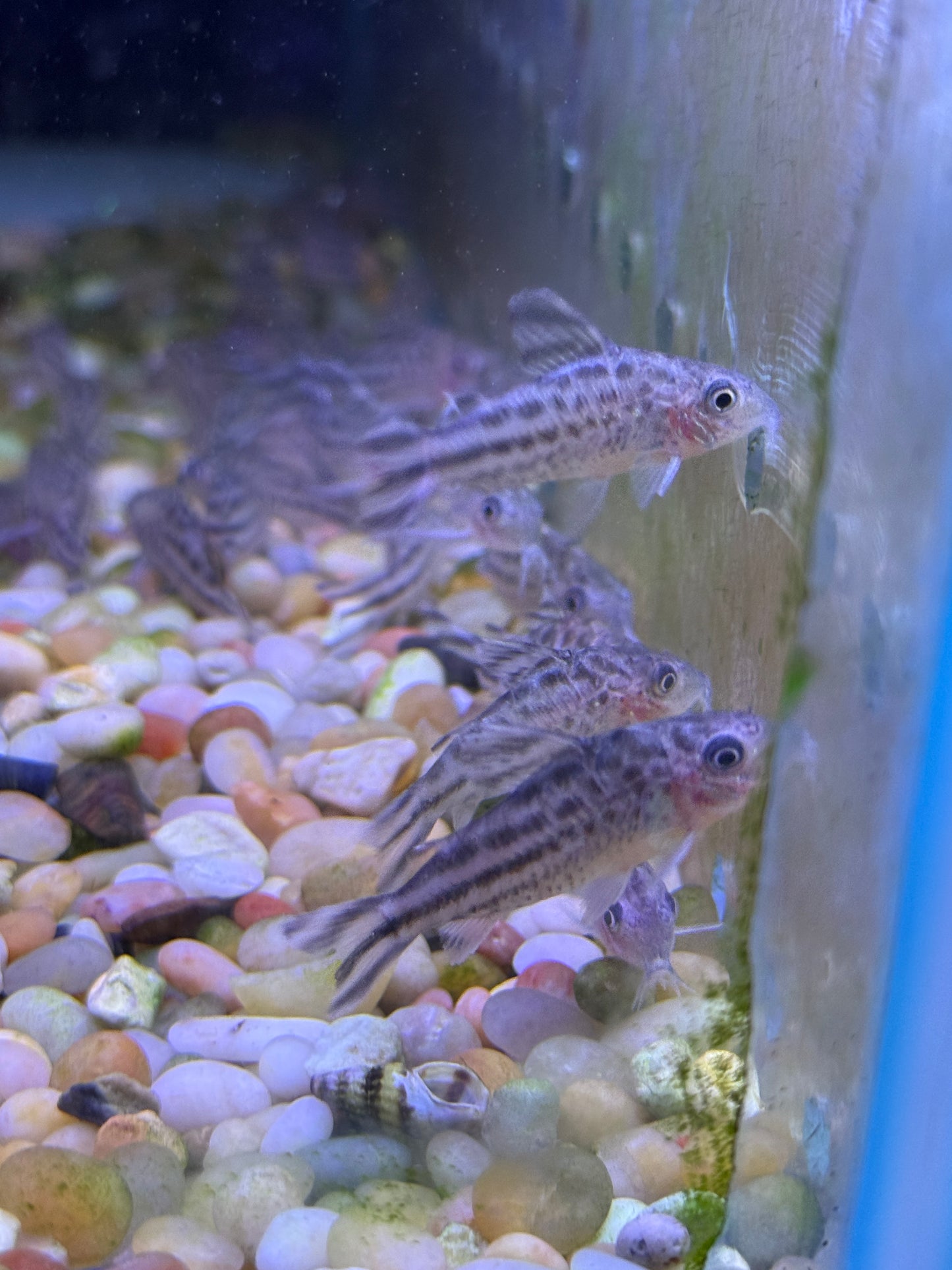 Flag Tail Cory (Brochis robineae)