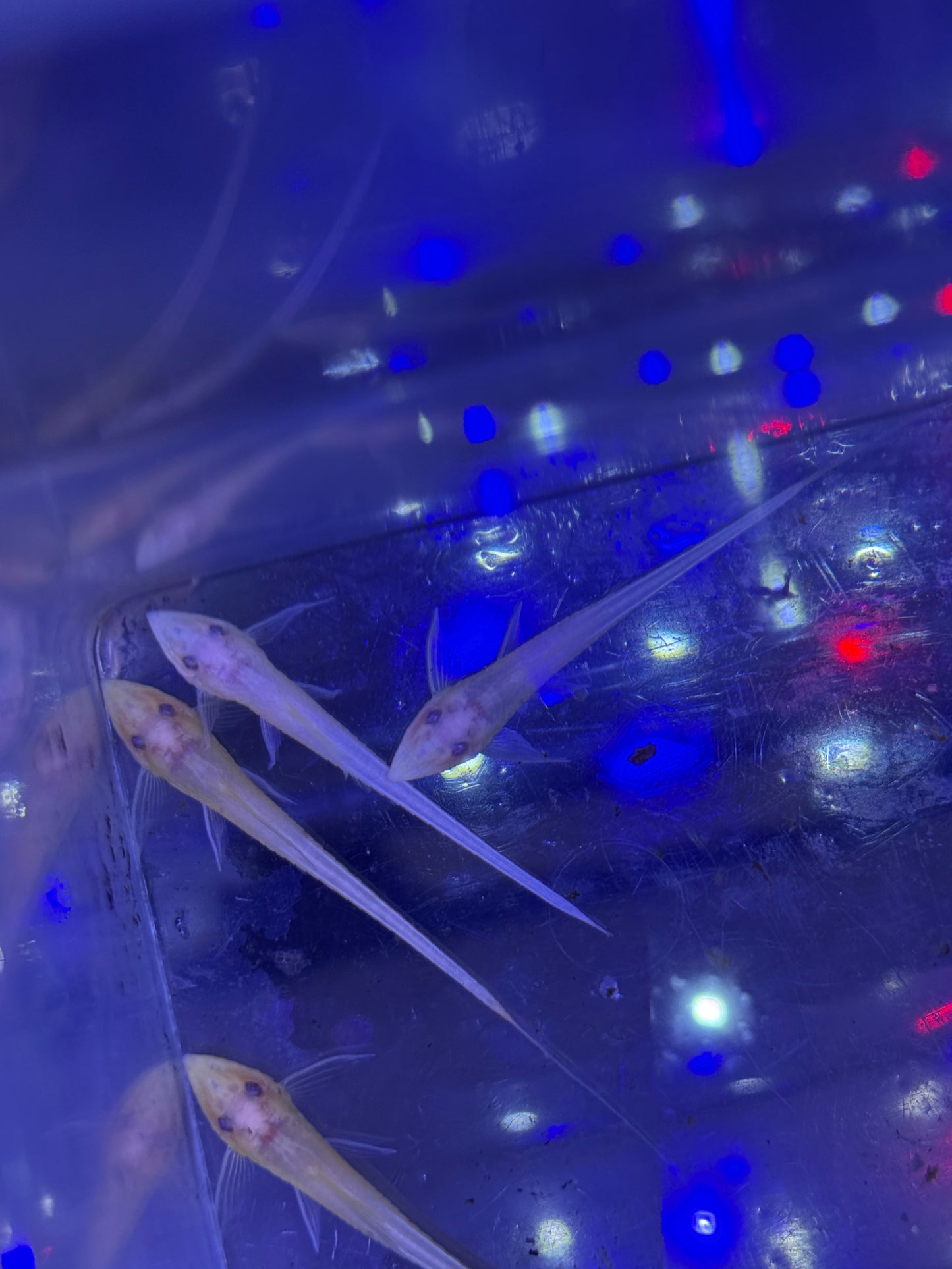 Albino Royal Farlowella (Sturisomatichthys aureus Sturisoma panamense)