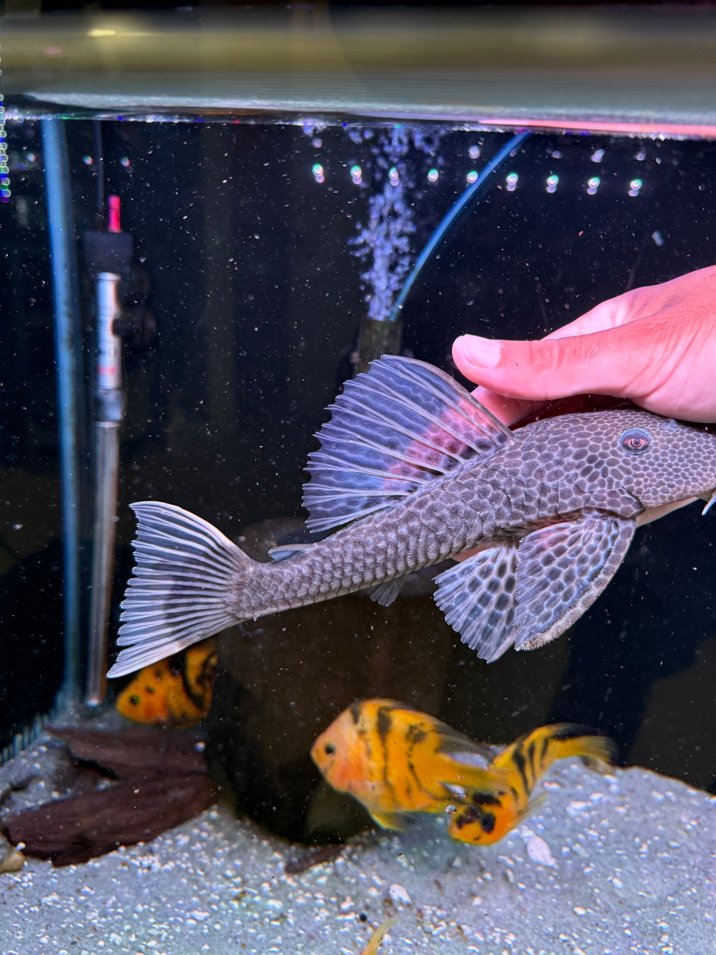 Hypostomus isbrueckeri