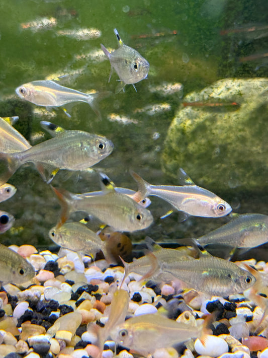Gold X-ray tetra (Pristella maxillaris)