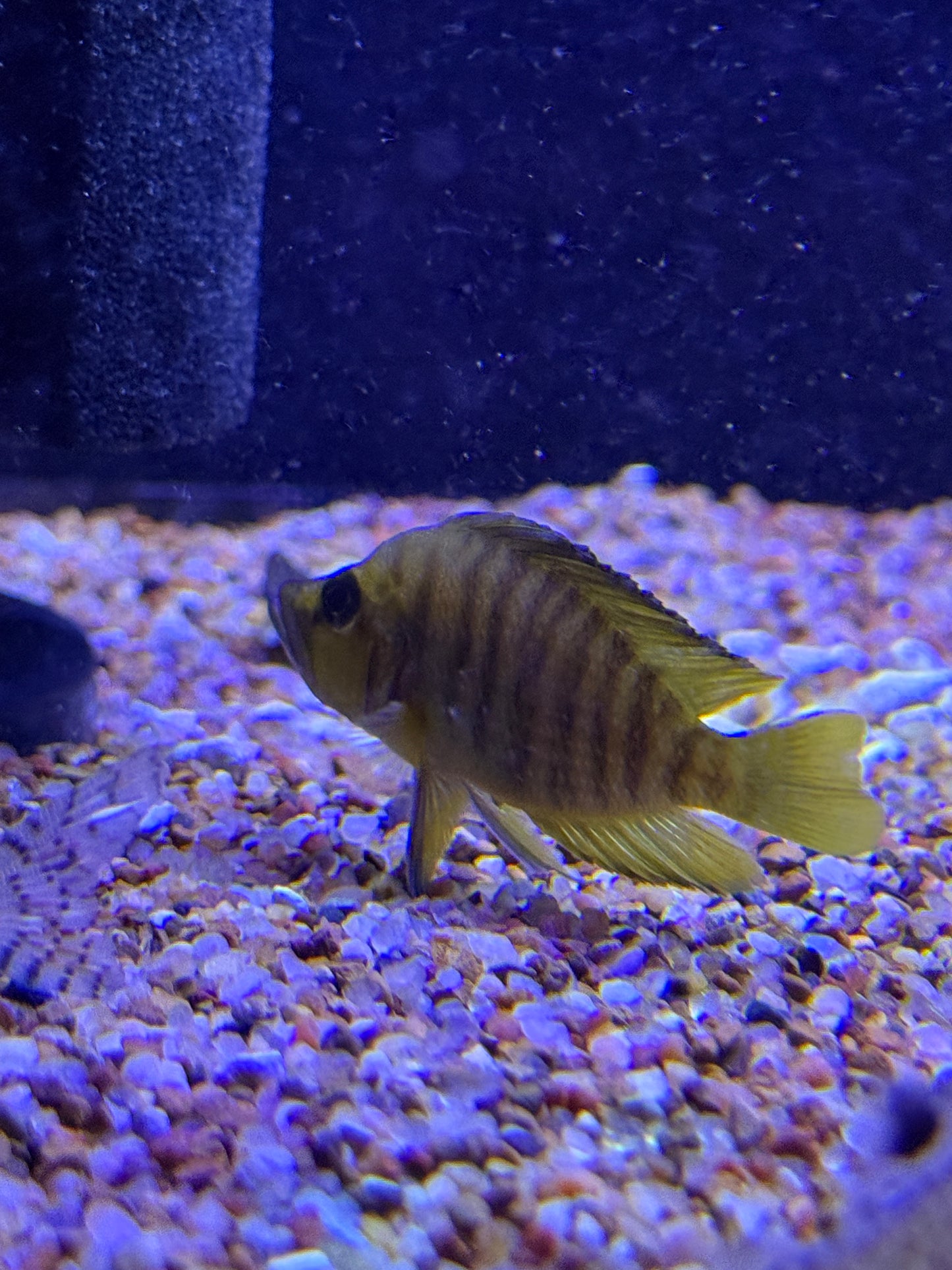 Altolamprologus compressiceps - (Yellow Chaitika)