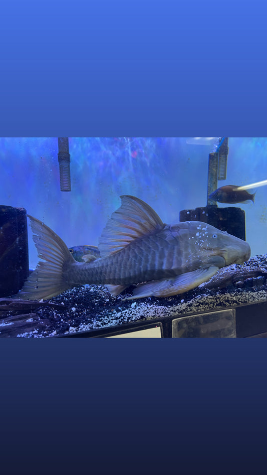 Panaque cochliodon Blue eye pleco