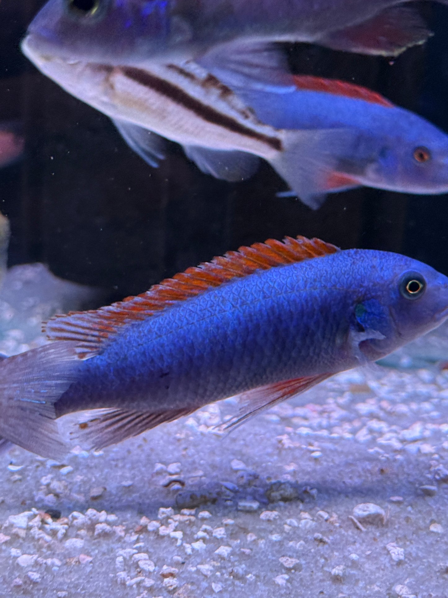 Trewavas Red-Finned Cichlid "Labeotropheus trewavasae"