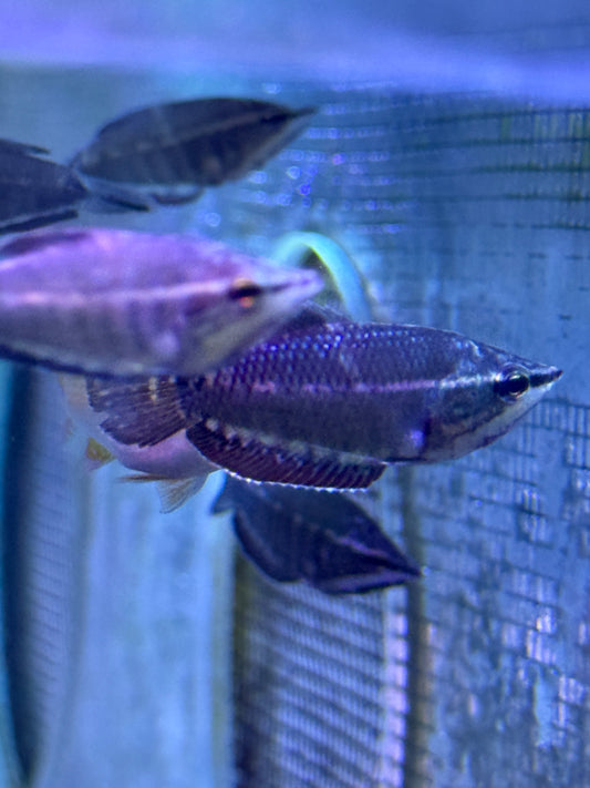 Vaillant's Chocolate Gourami (Sphaerichthys vaillanti)