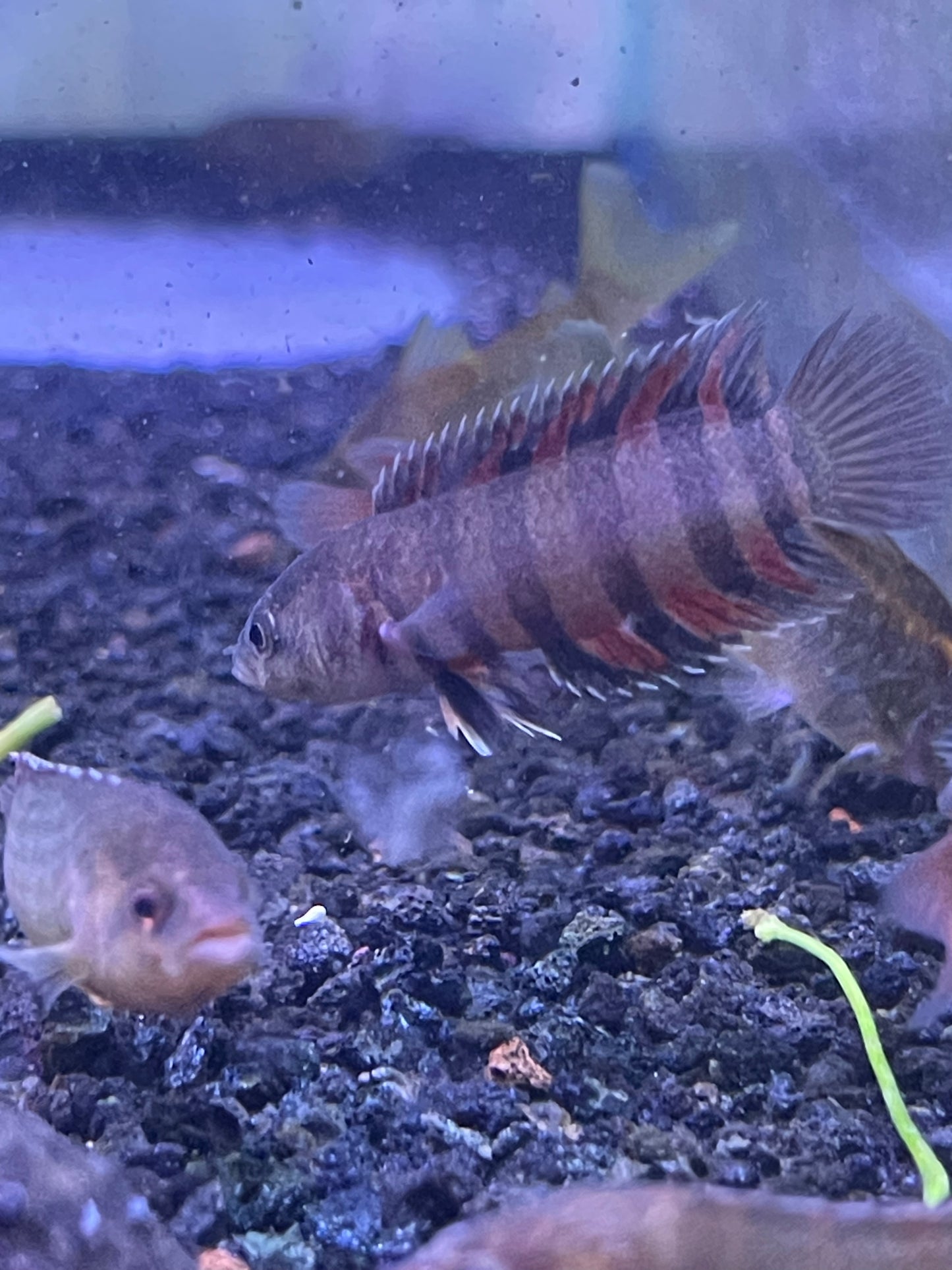 Microctenopoma ansorgii