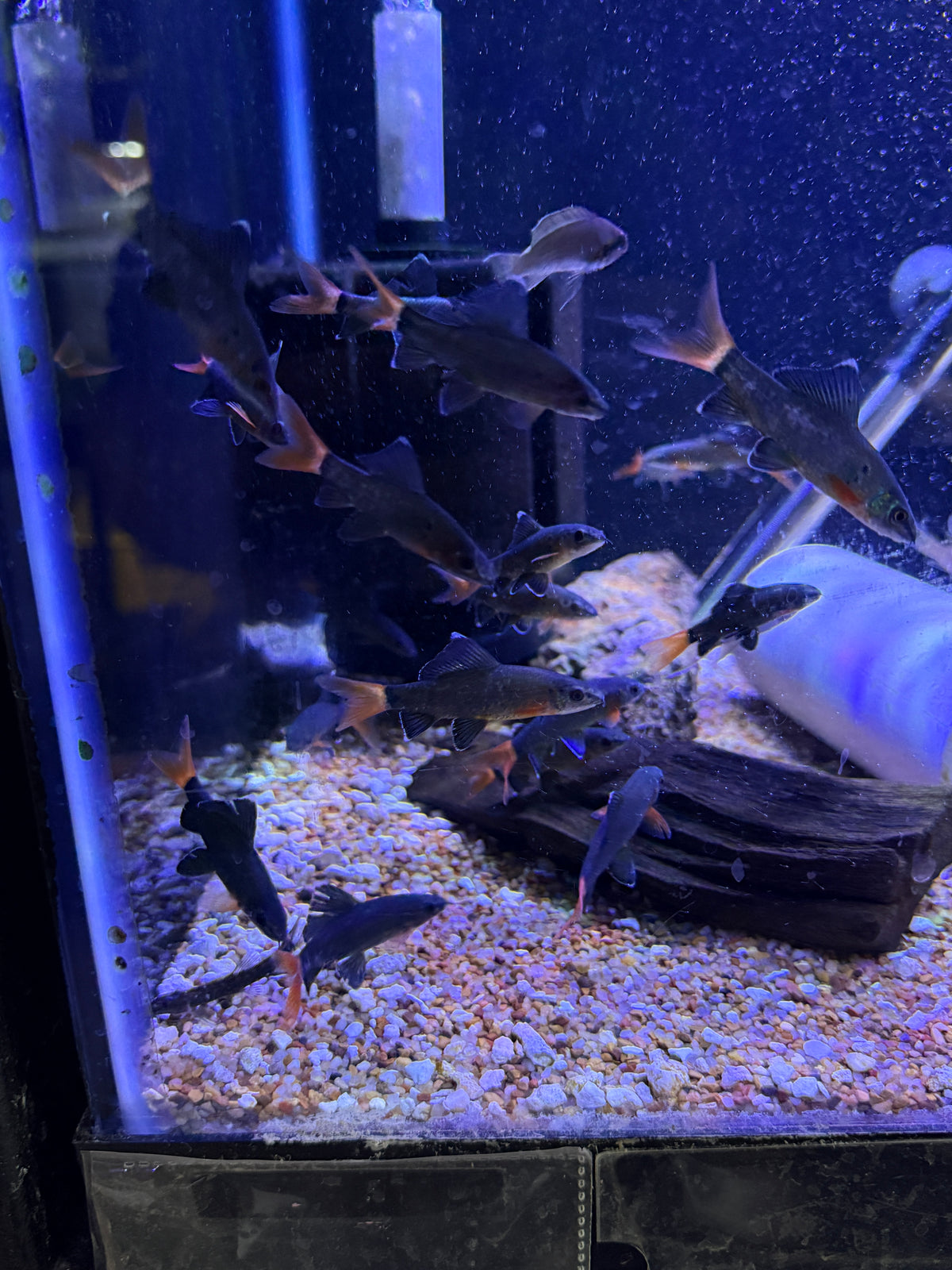 Red Tail Shark (Epalzeorhynchos bicolor)