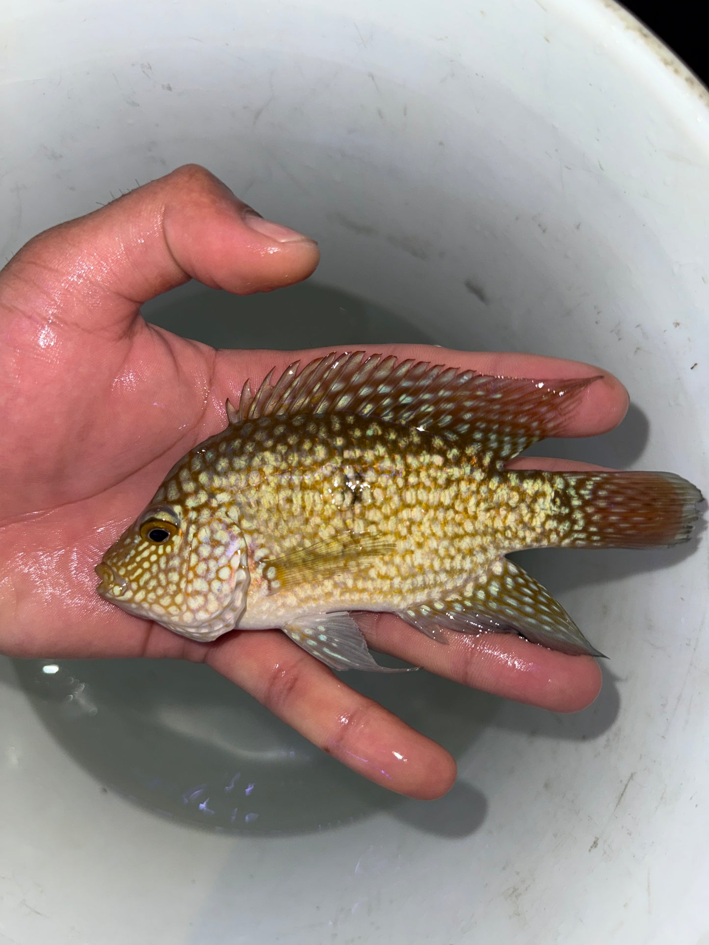 Show Fish Electric blue Carpintis
