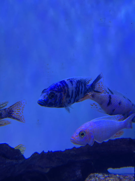 Ob Blue Berry Peacock Cichlid