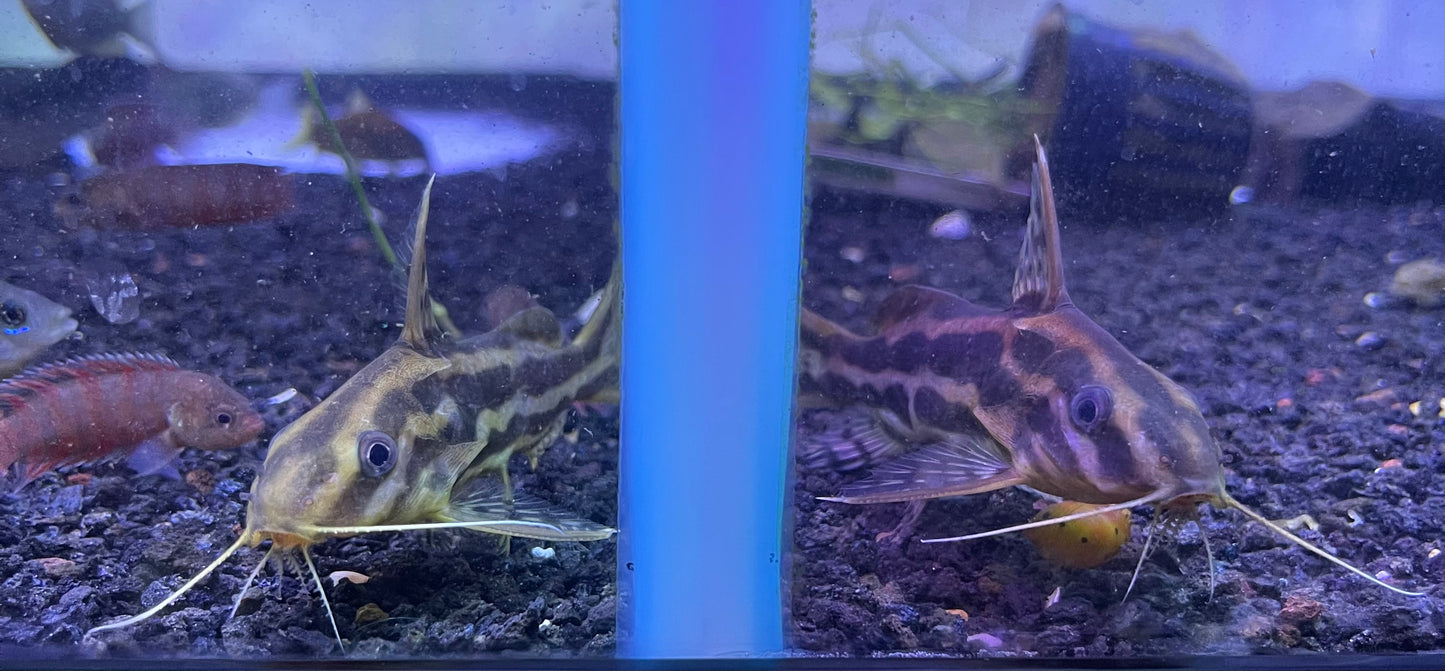 Synodontis flavitaeniatus