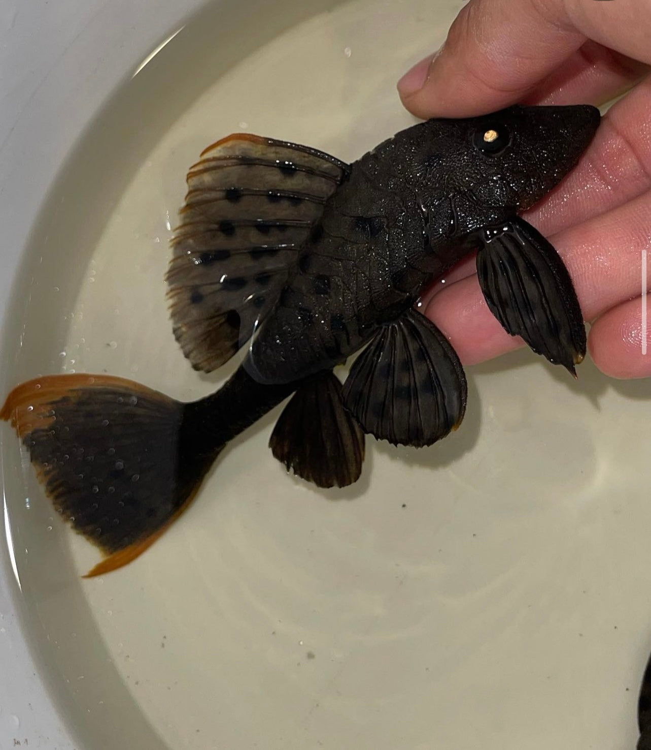 L095 Orange Cheek Pine cone Pleco