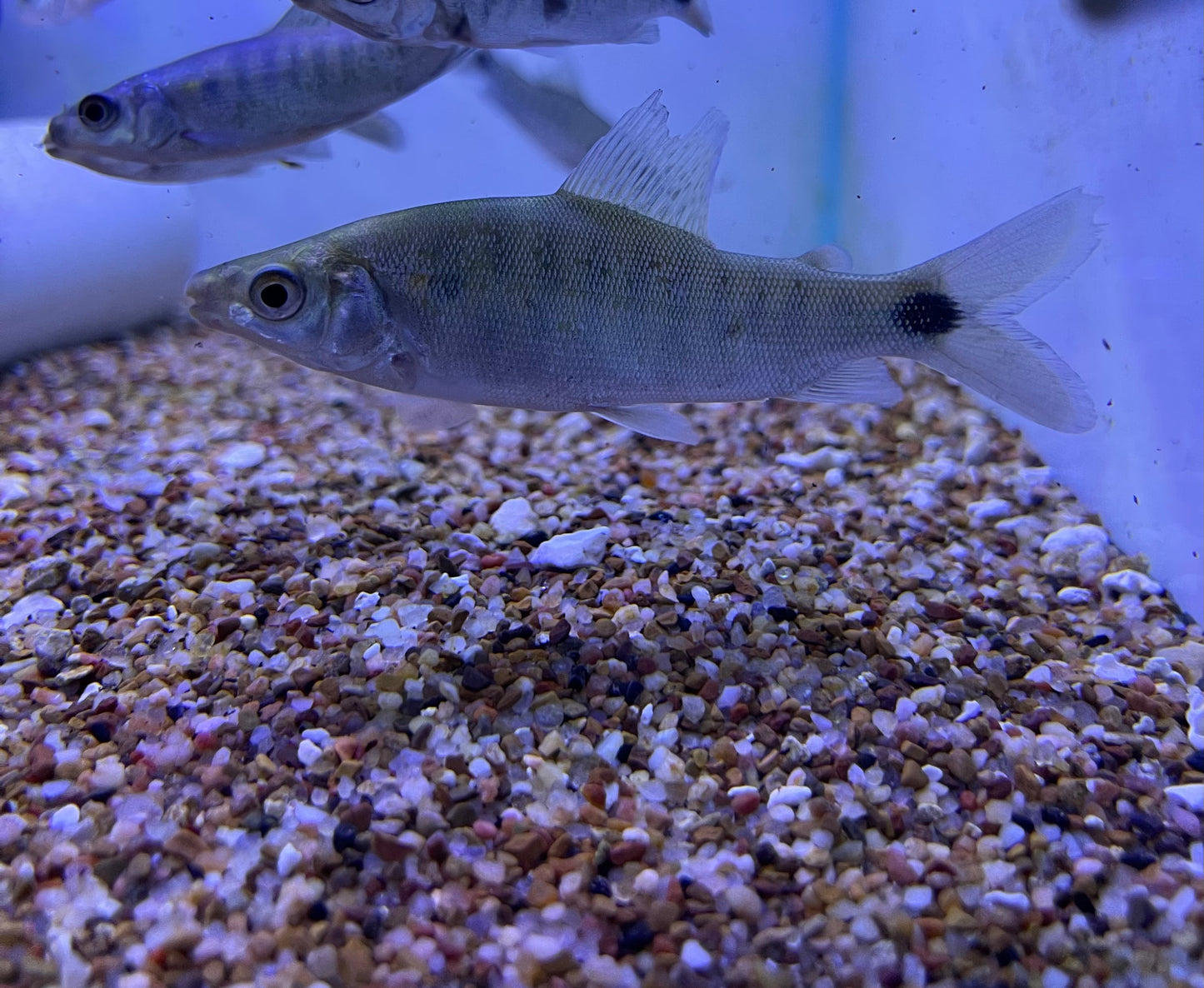 Distichodus rostratus rare!