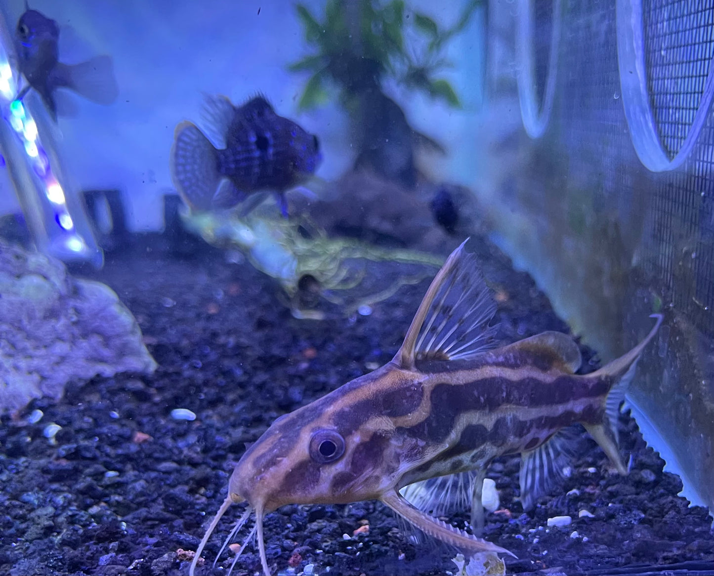 Synodontis flavitaeniatus