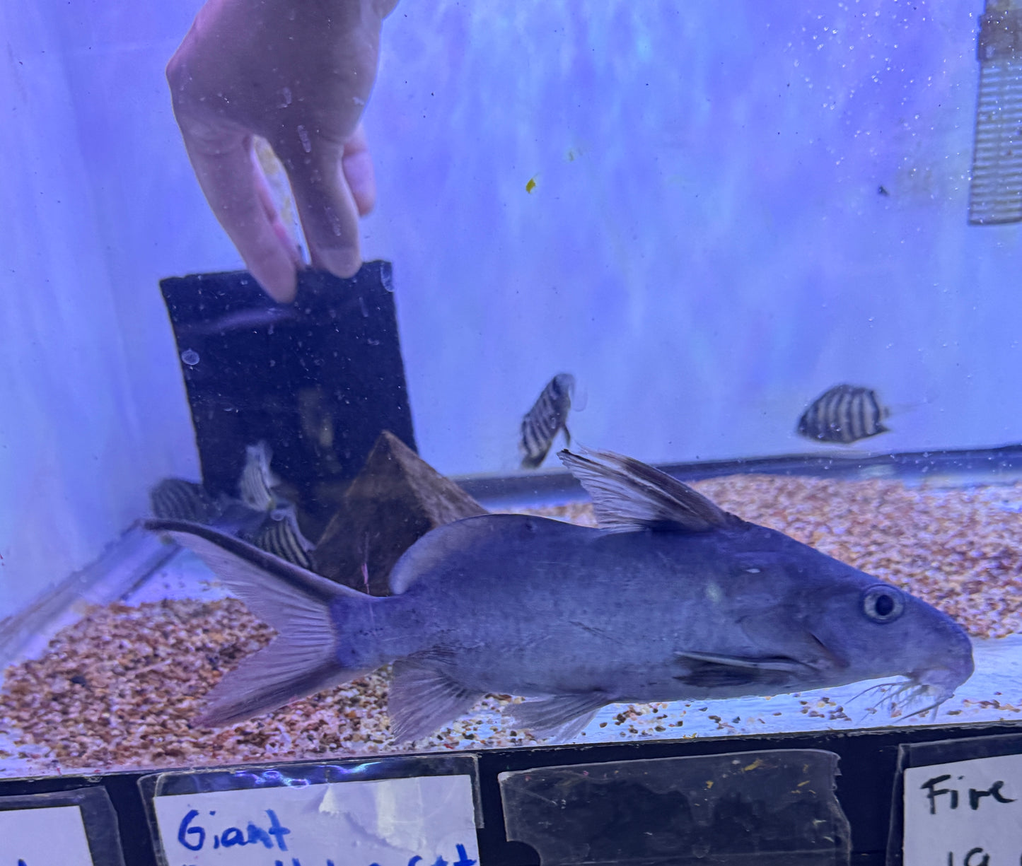 Synodontis sorex