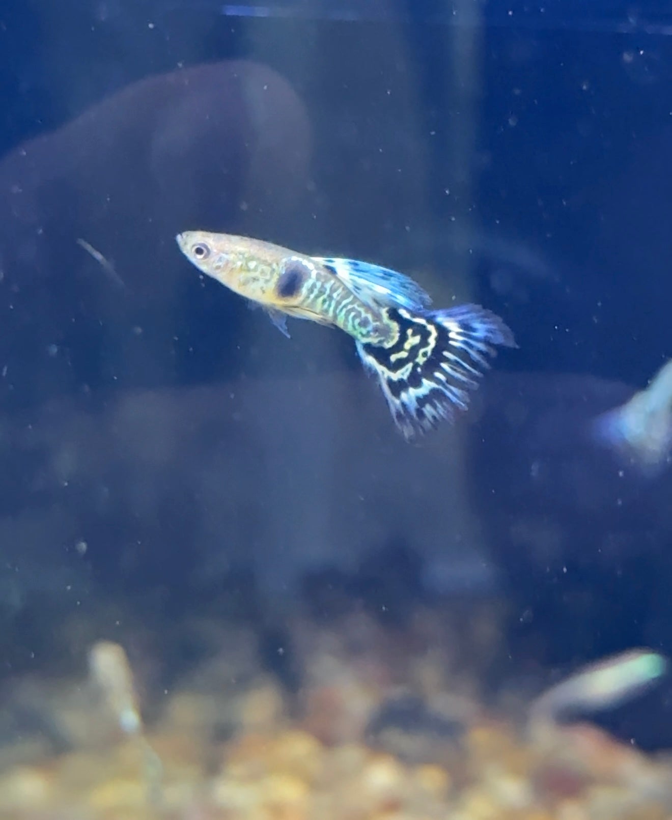 Super Cobra Guppy