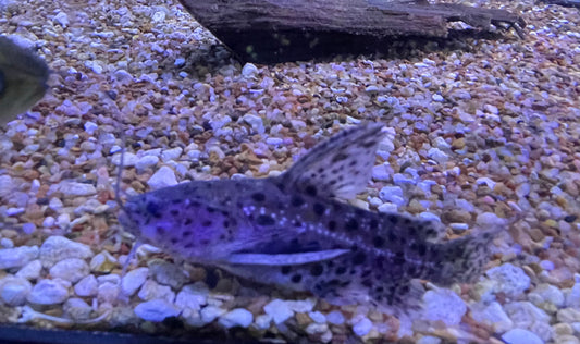 Black Jaguar Wood Catfish (Liosomadoras Morrowi)