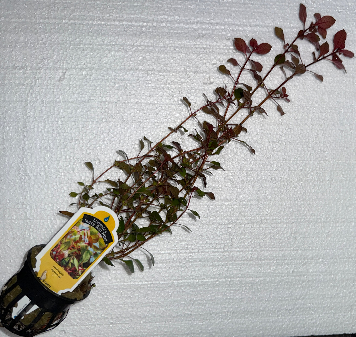 LUDWIGIA
SUPER RED MINI Plant