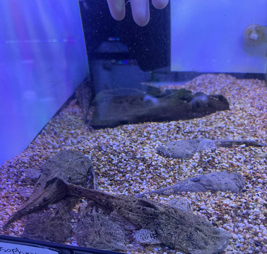 Chaca chaca
Frogmouth Catfish