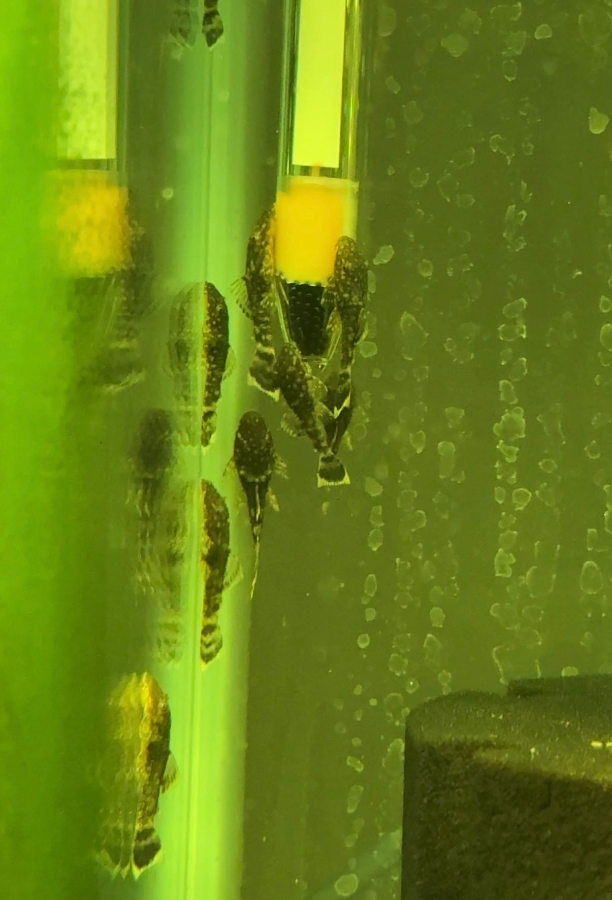 Chocolate Bristle nose Bushy nose Pleco (Ancistrus sp.)