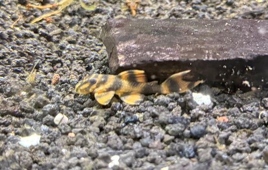 L306 Blood Red Tiger Pleco / Takutut Tiger Pleco (Panaqolus claustellifer)