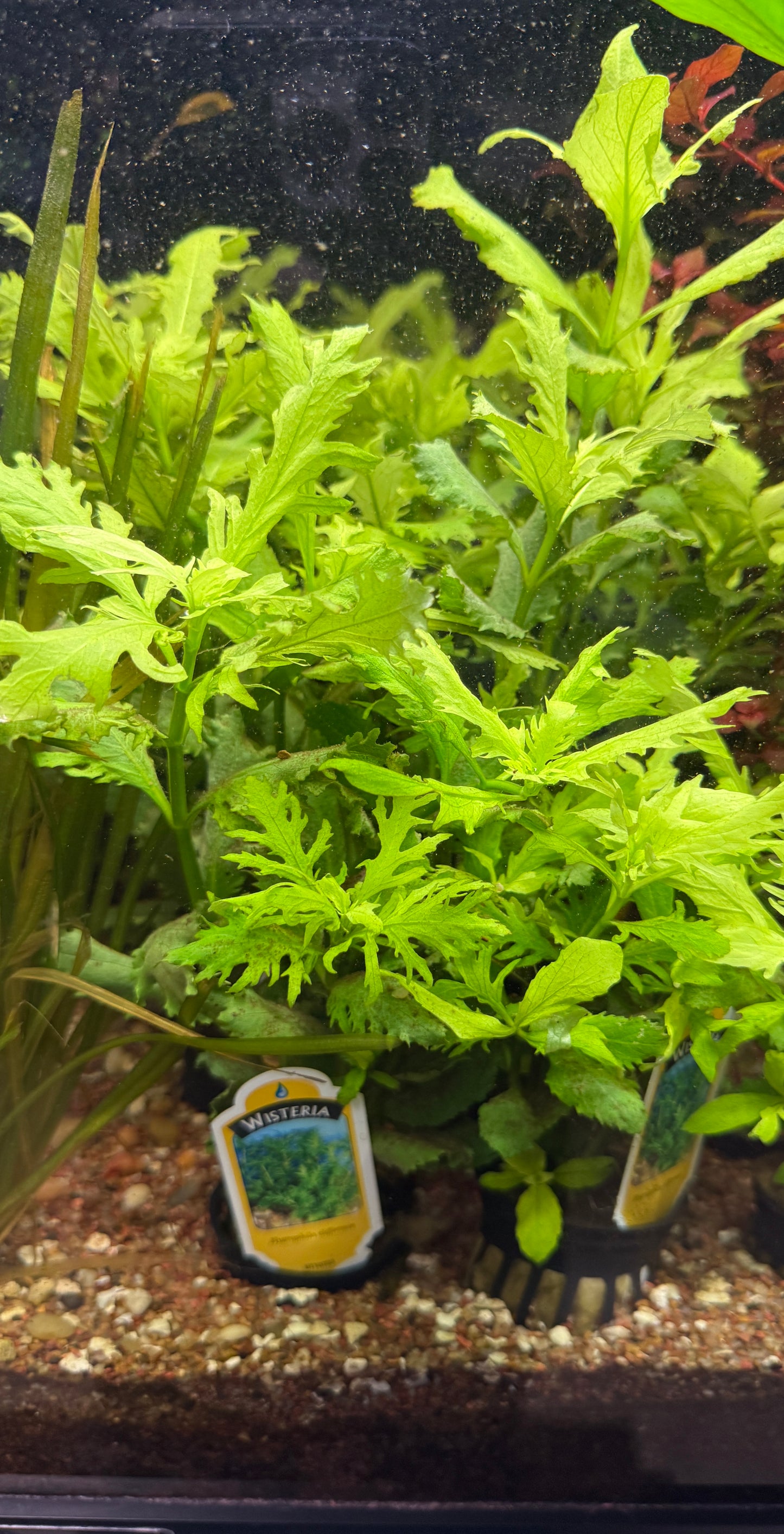 WISTERIA Hygrophila difformis Plant