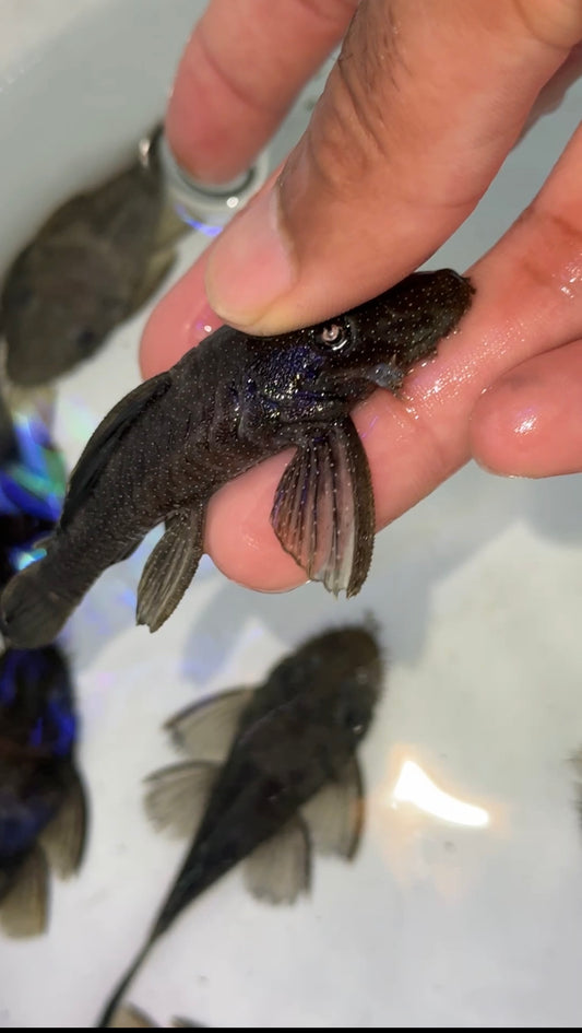 L183 Starlight Bristlenose Pleco (Ancistrus dolichopterus)
