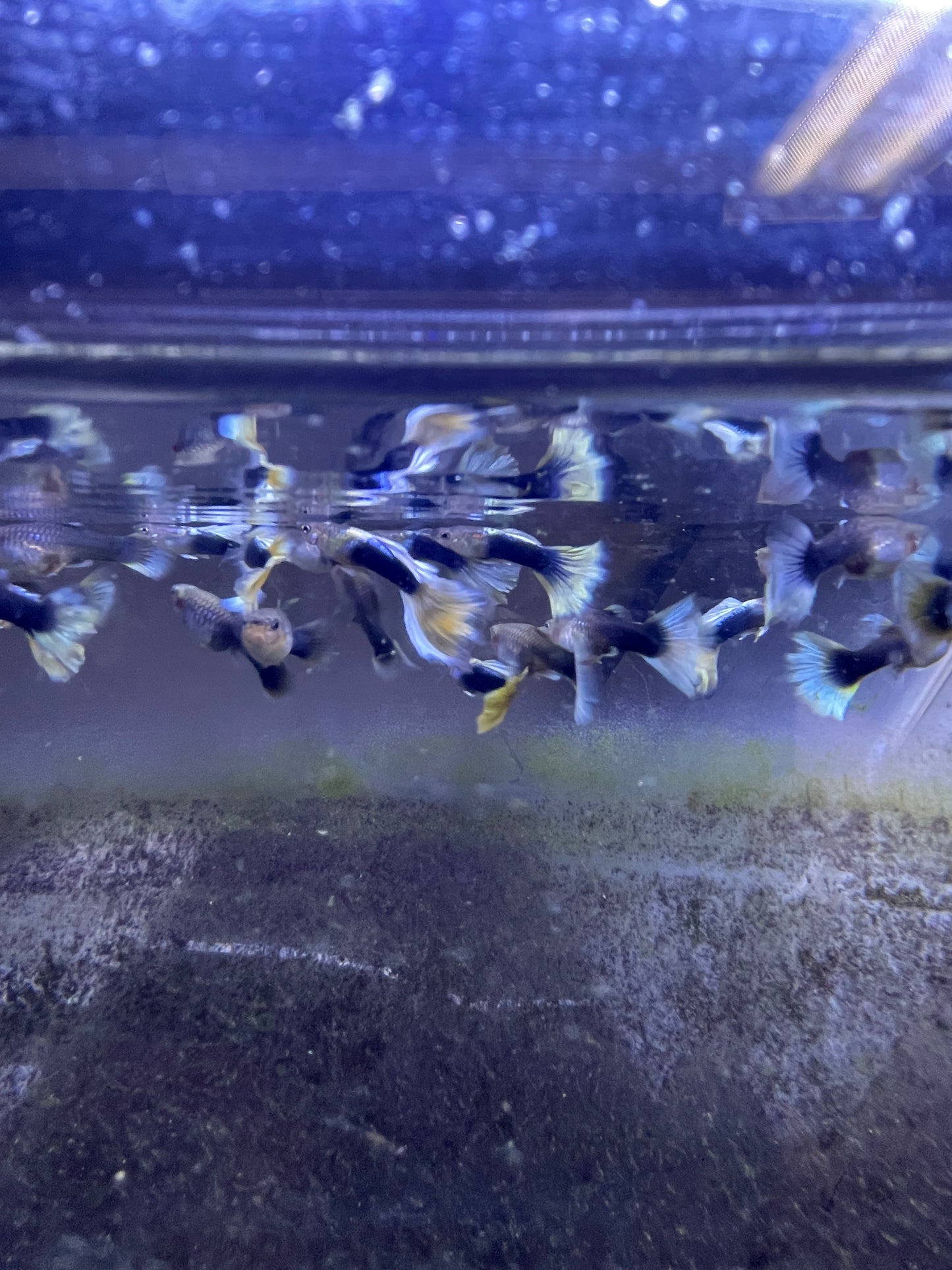 Yellow Black Guppys