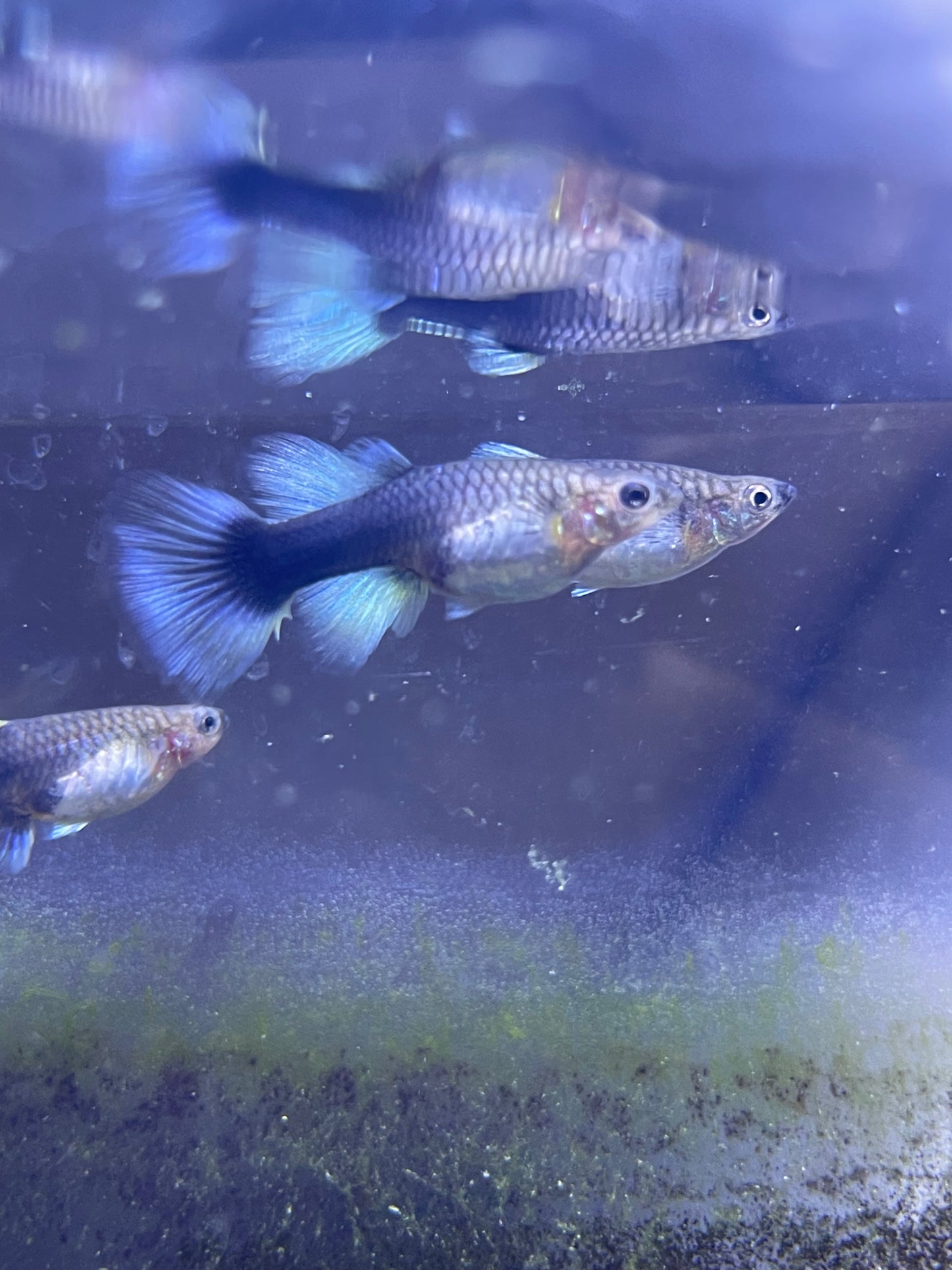 Yellow Black Guppys