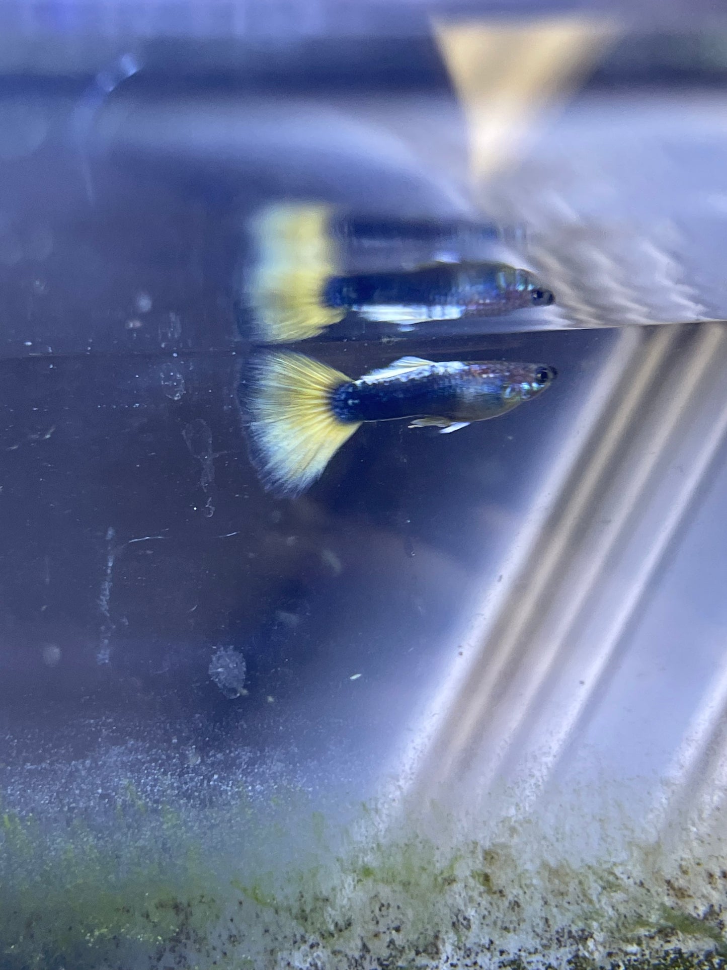 Yellow Black Guppys
